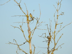 Emberiza hortulana