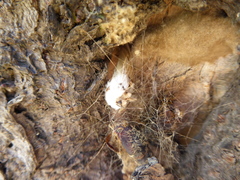 Lymantria dispar