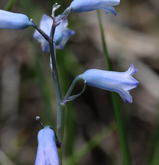 Brimeura amethystina
