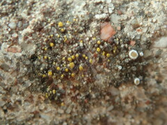 Candelariella aurella