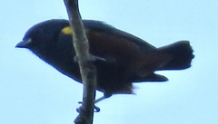 Euphonia pectoralis