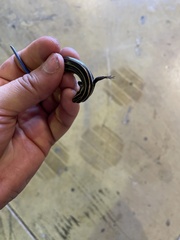 Plestiodon fasciatus