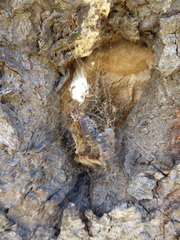 Lymantria dispar