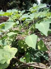 Physalis angulata
