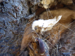 Lymantria dispar