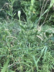 Oenothera filiformis