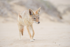 Lupulella mesomelas mesomelas