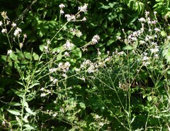 Oenothera filiformis