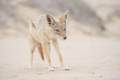 Lupulella mesomelas mesomelas