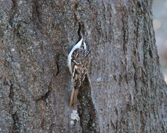 Certhia americana