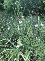 Oenothera filiformis