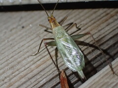 Oecanthus pini