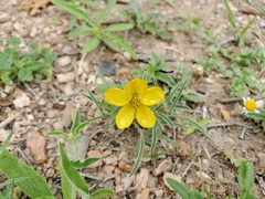 Senna pumilio