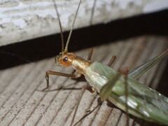 Oecanthus pini