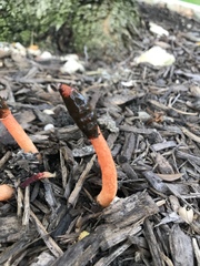 Phallus rubicundus