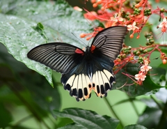 Papilio memnon