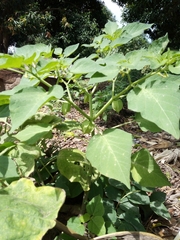 Physalis angulata