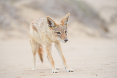 Lupulella mesomelas mesomelas