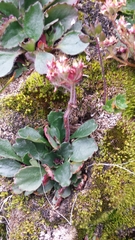 Micranthes hieraciifolia