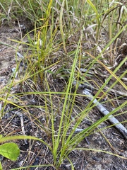 Carex siccata