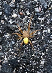 Araneus