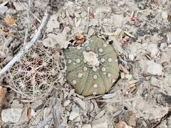 Astrophytum asterias