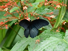 Papilio memnon agenor