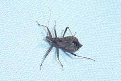 Himacerus apterus