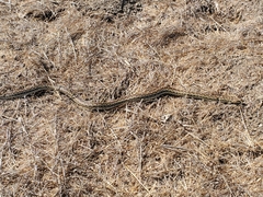Pituophis catenifer catenifer