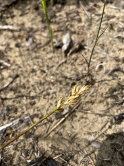 Carex siccata