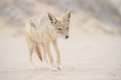Lupulella mesomelas mesomelas