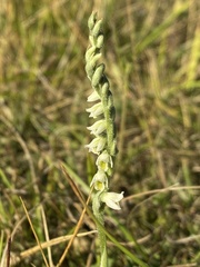 Spiranthes spiralis