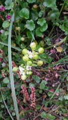 Cochlearia groenlandica