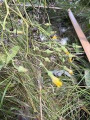 Sonchus arvensis