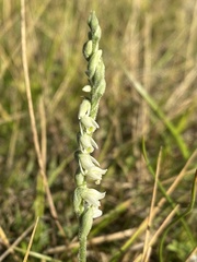 Spiranthes spiralis