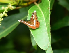 Lebadea martha martha