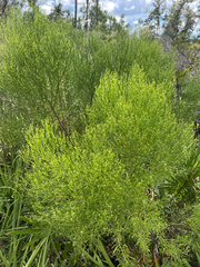 Baccharis angustifolia