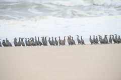 Phalacrocorax capensis