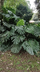 Monstera deliciosa