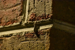 Acrolophus popeanella