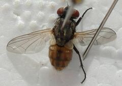 Musca domestica