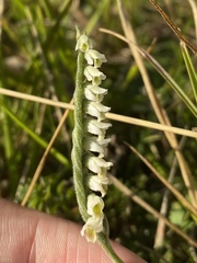Spiranthes spiralis