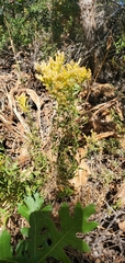 Chrysothamnus viscidiflorus