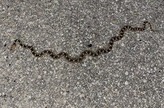 Pituophis catenifer affinis