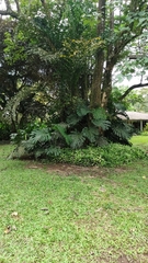 Monstera deliciosa