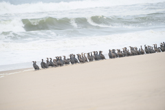 Phalacrocorax capensis