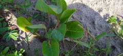 Ipomoea pes-caprae