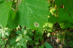 Cameraria hamameliella