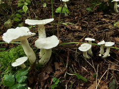 Leucocybe connata