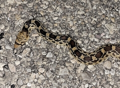 Pituophis catenifer affinis